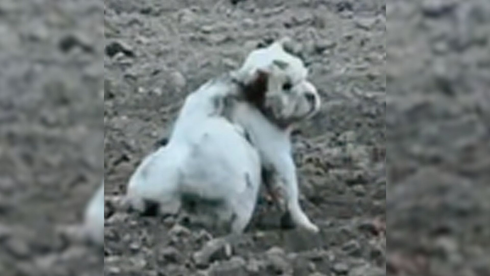 Dog Found in Field With Strange Object