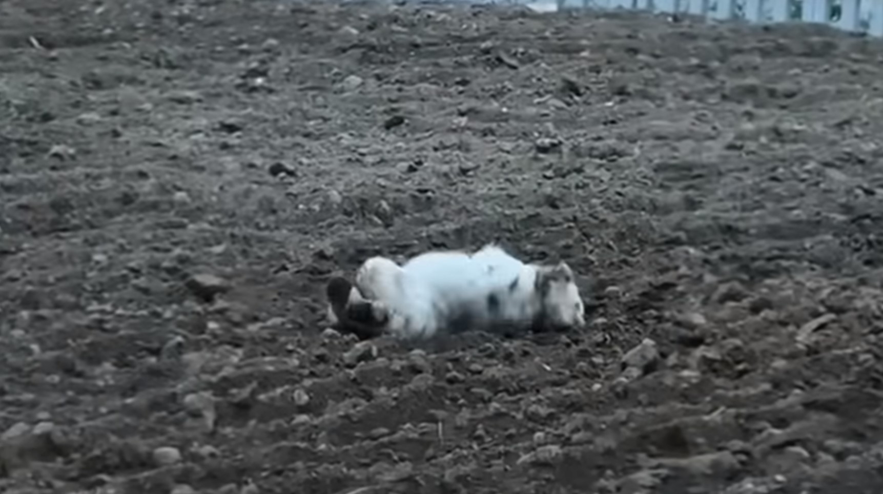 Dog Found in Field With Strange Object