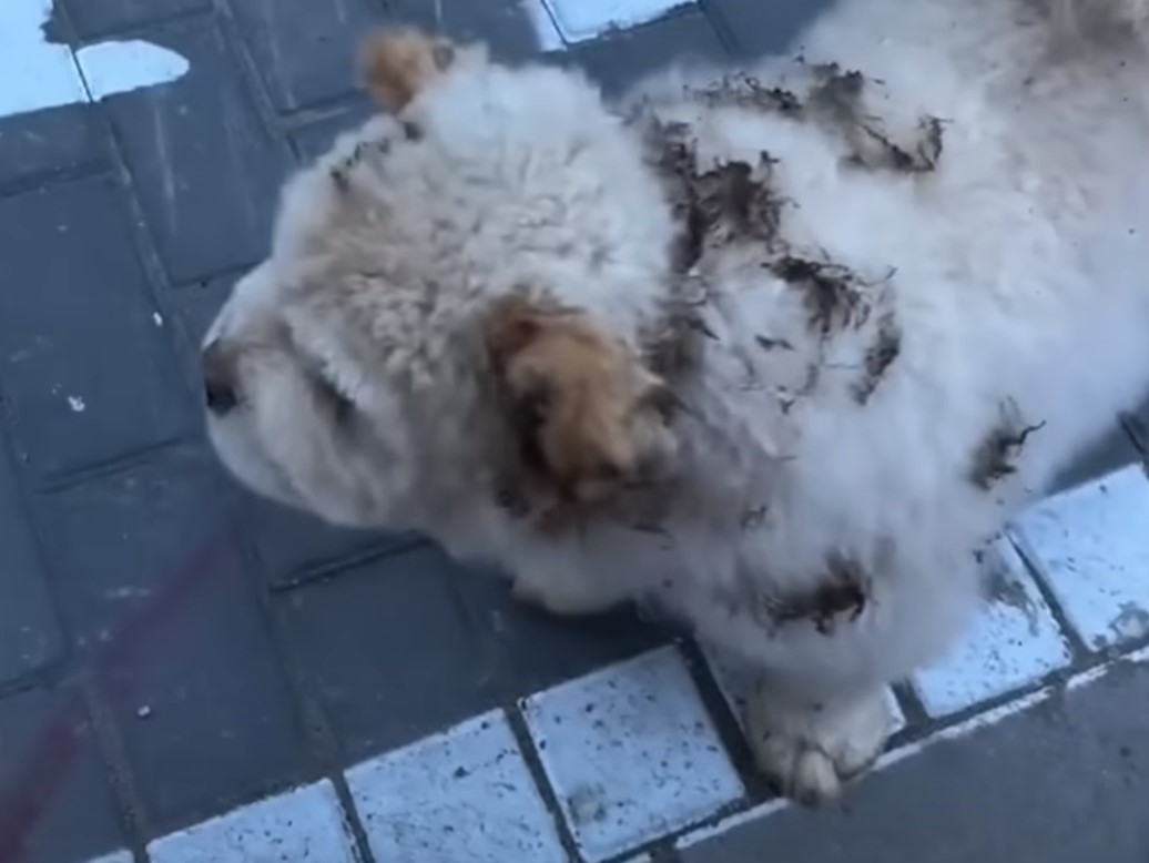 Dog Found in Field With Strange Object
