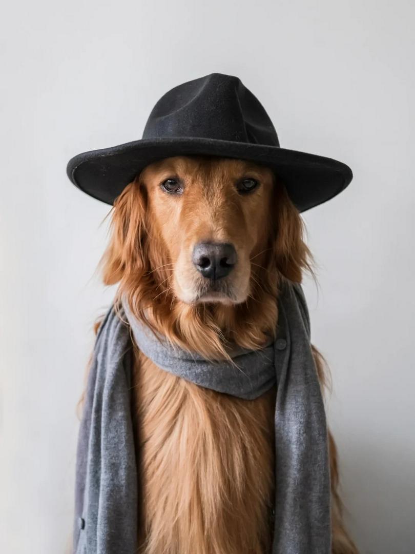 This Golden Retriever Just Outdressed Me 😭🐾