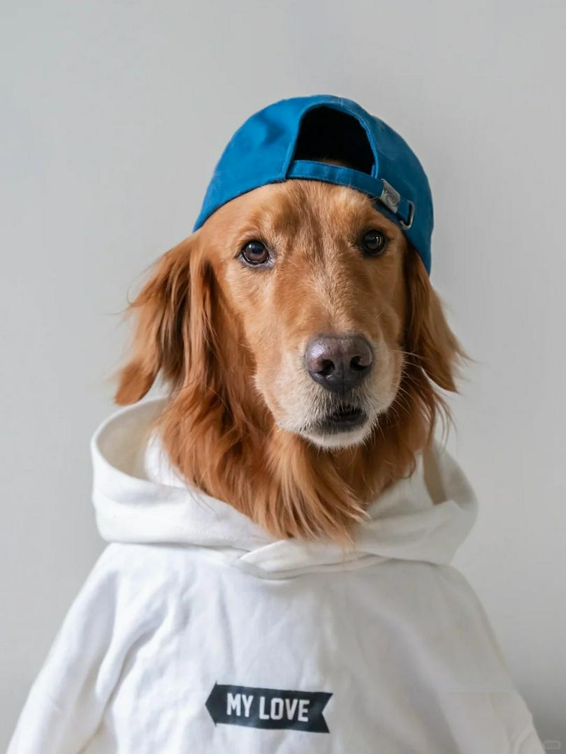 This Golden Retriever Just Outdressed Me 😭🐾