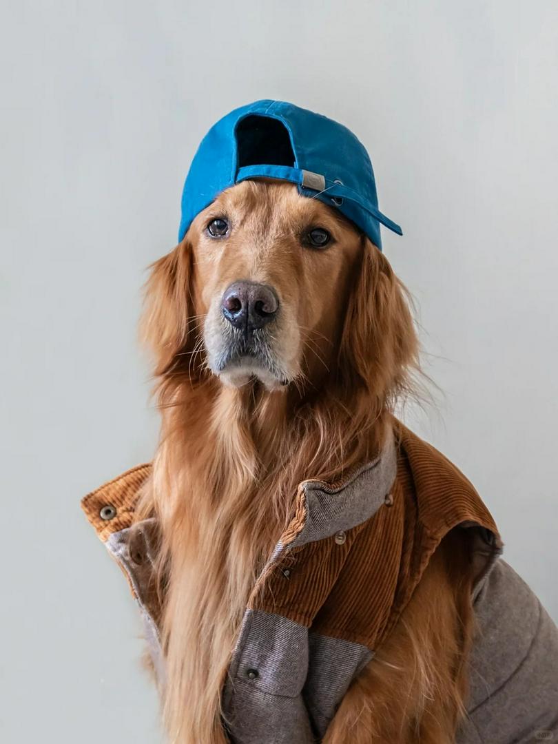 This Golden Retriever Just Outdressed Me 😭🐾