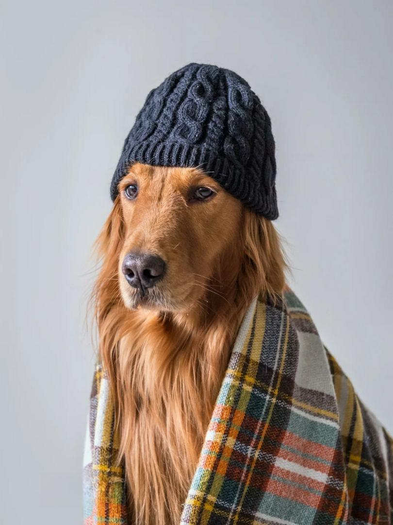 This Golden Retriever Just Outdressed Me 😭🐾