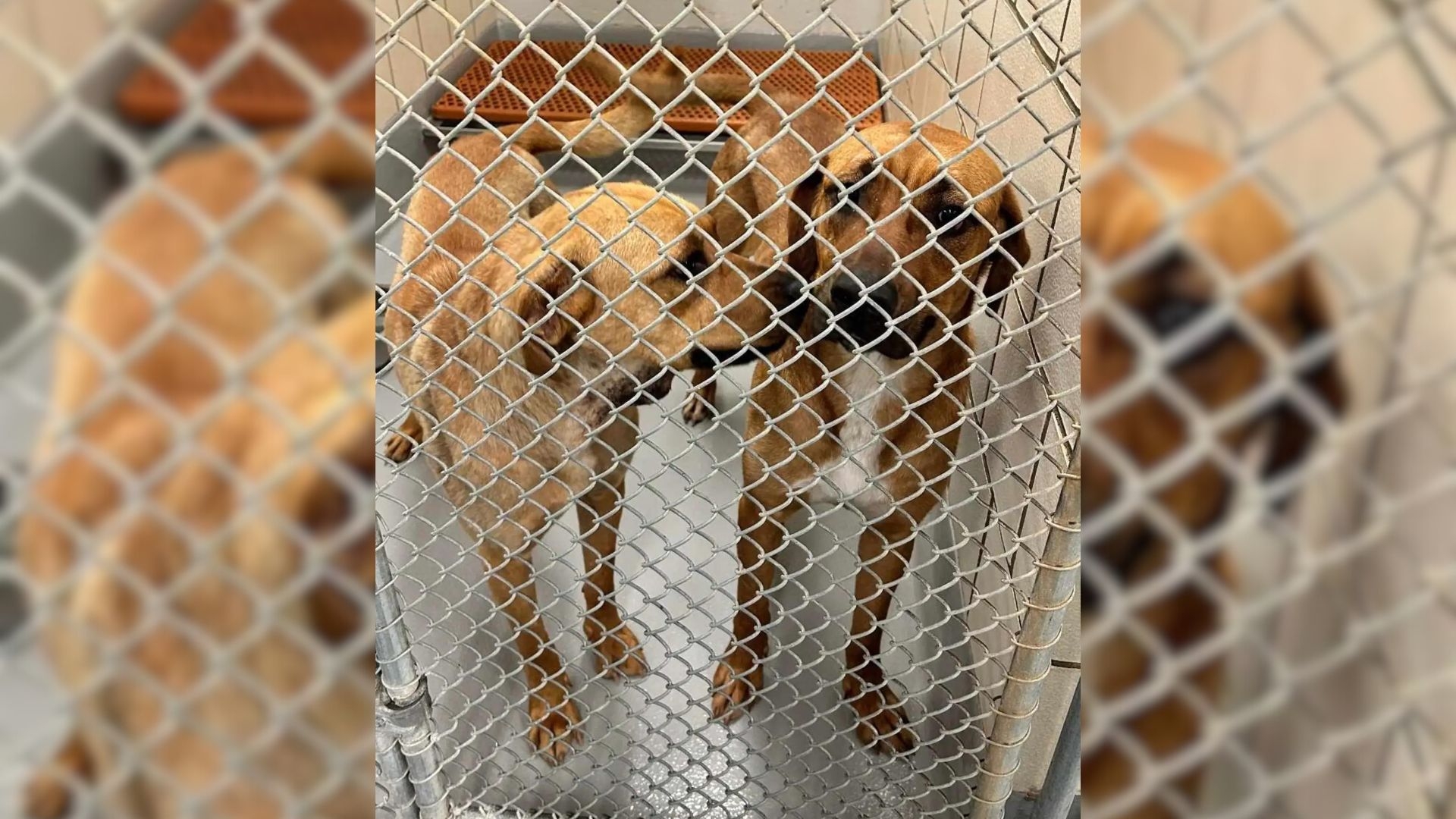 Abandoned Dog Sisters Finally Find Help