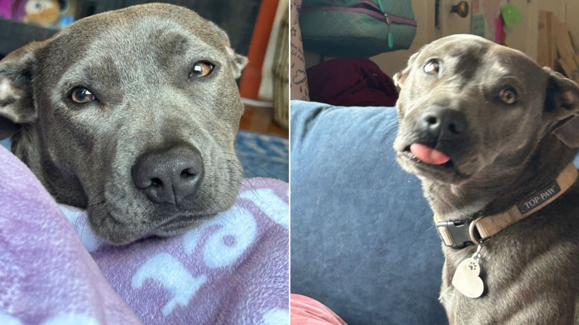 Owner Shocked by Dog’s $400 Diagnosis