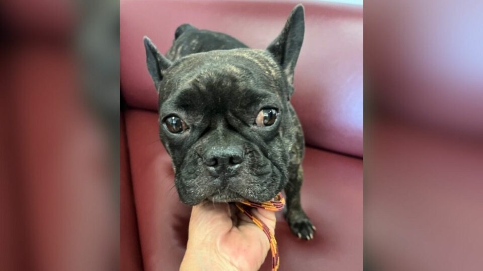 Dog Left To Die Deep In Remote Area