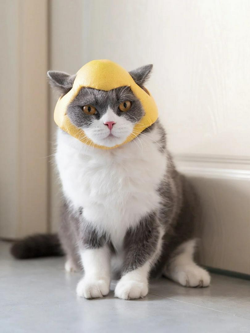 This Helmet Made My Cat a Tiny Angry Warrior 😾😂