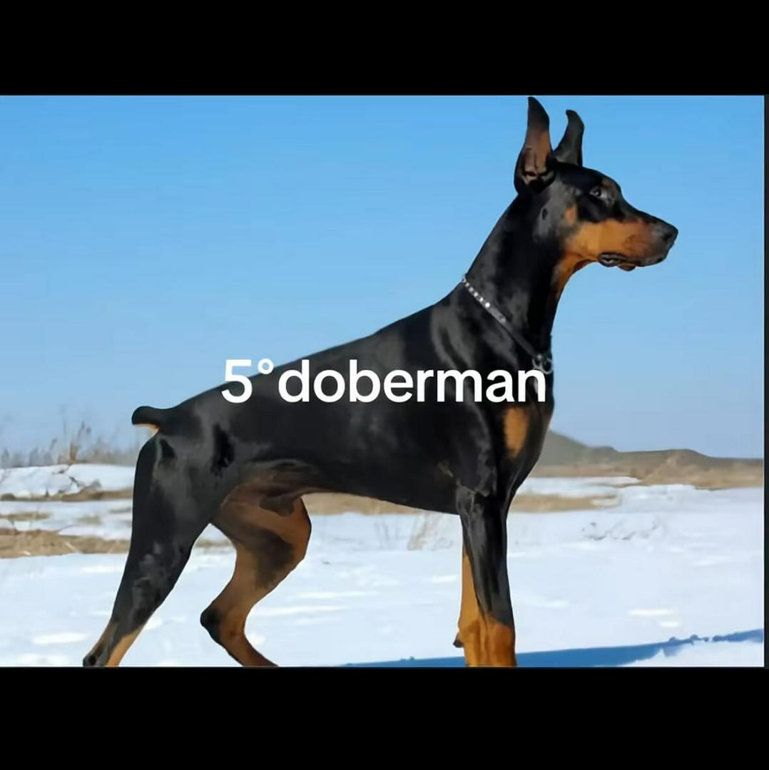 Scariest, dog breeds