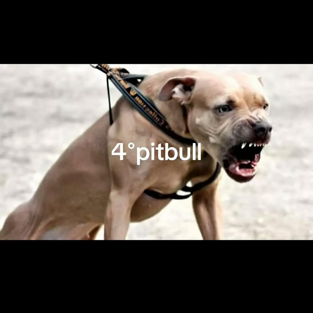 Scariest, dog breeds