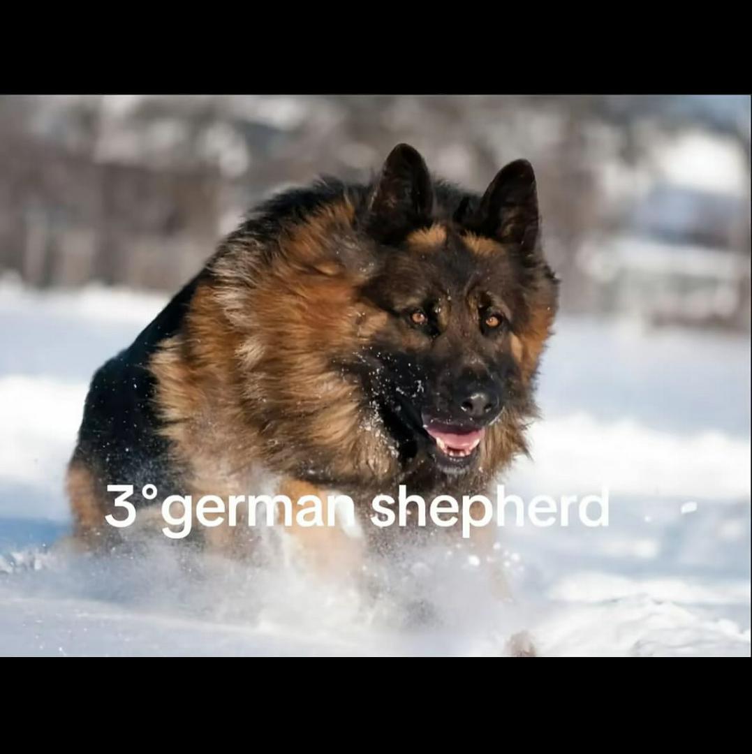 Scariest, dog breeds