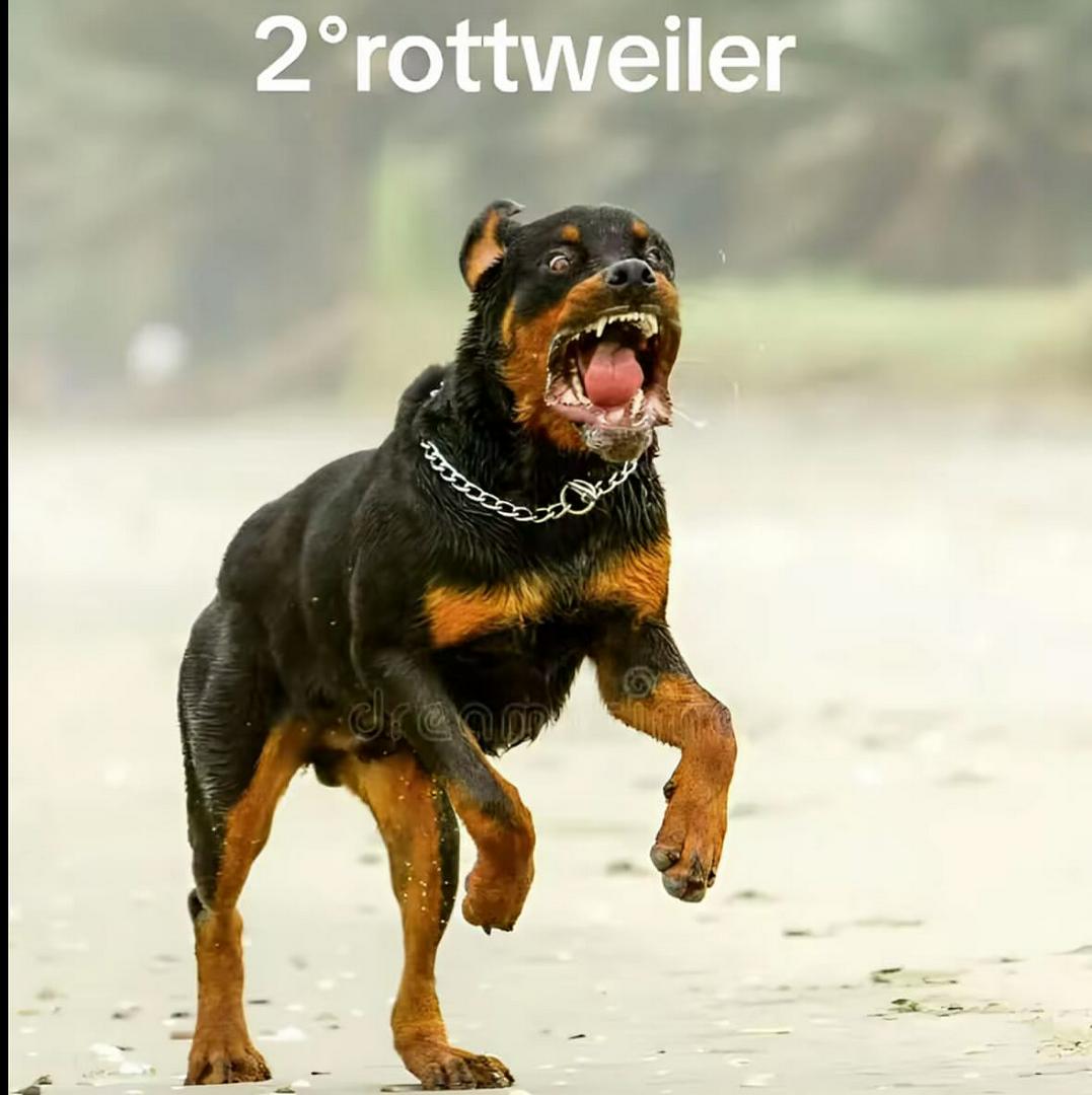 Scariest, dog breeds