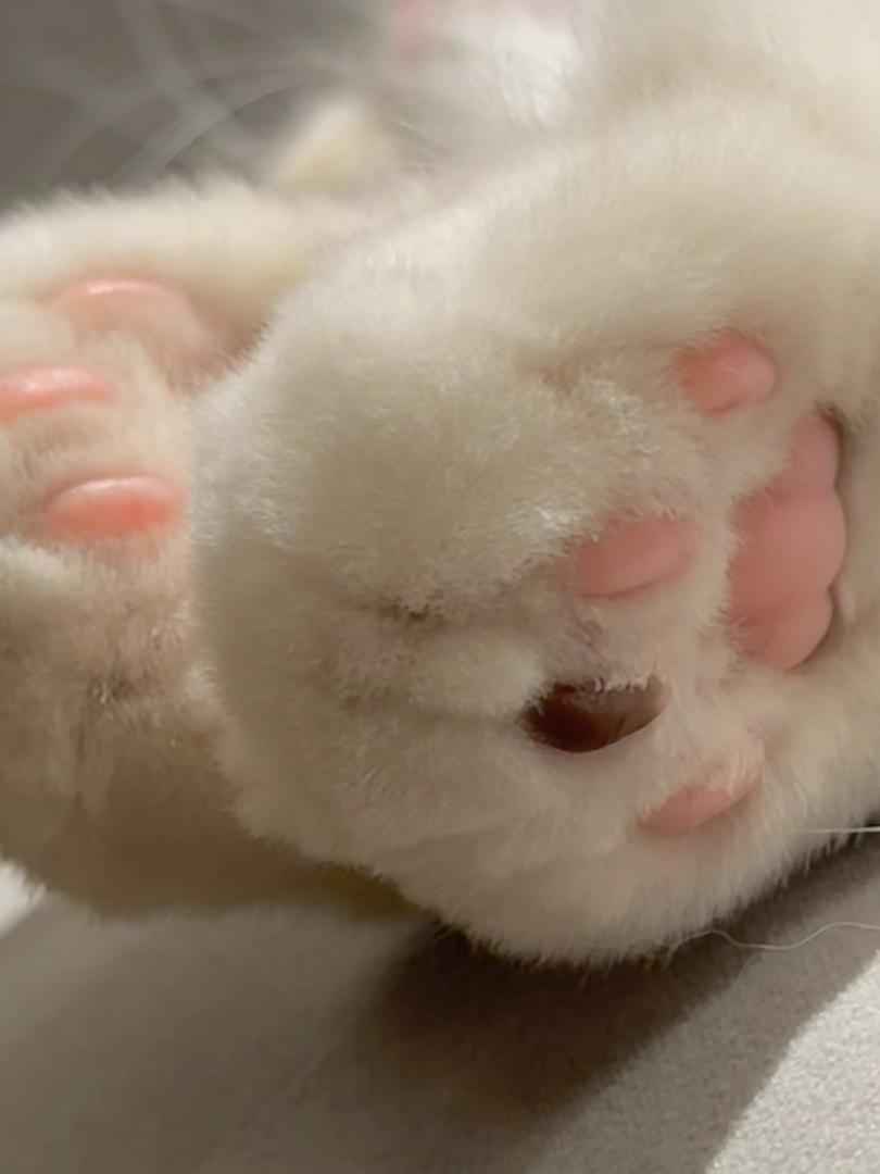 What’s going on with this little toe bean? 🐾🖤