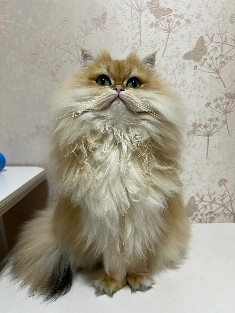 My Cat Forgot How to Cat?!🐱