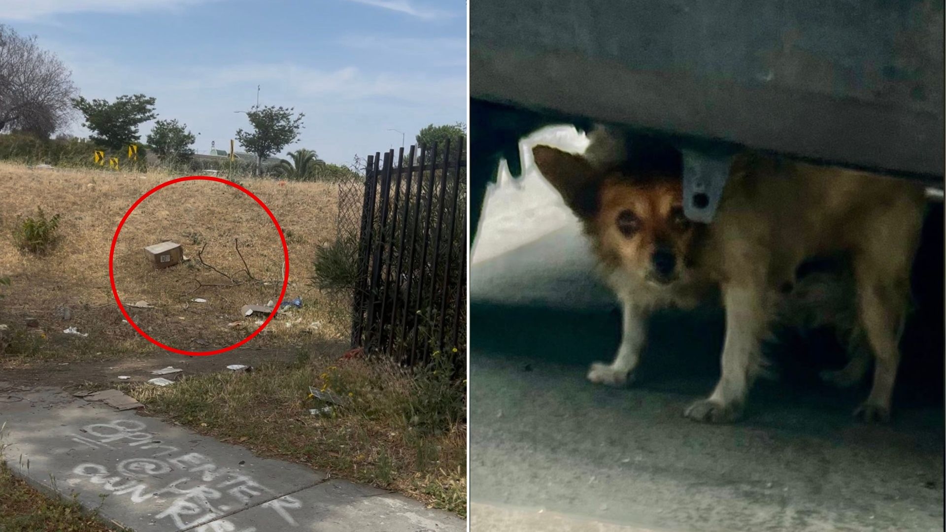 Abandoned Pup Was Stuck Near Busy Highway