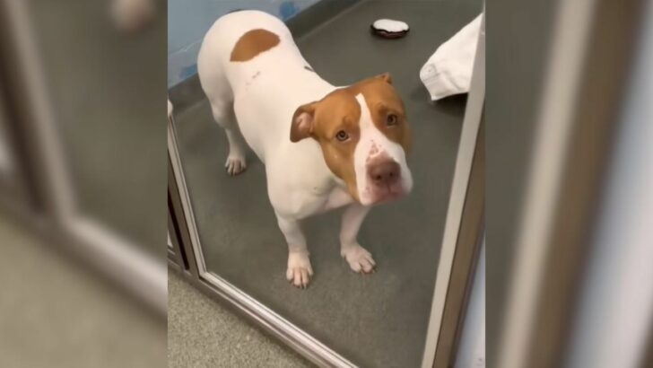 Abandoned Pup Hoped They’d Come Back