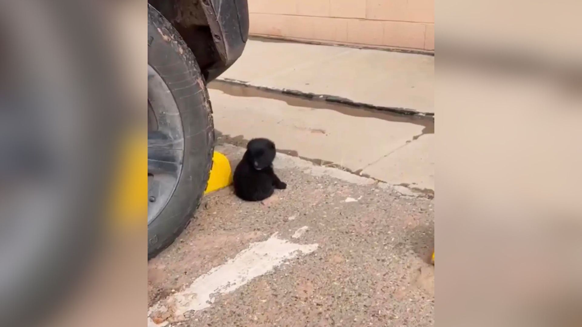 Tiny Pup Left Alone In Parking Lot For Hours