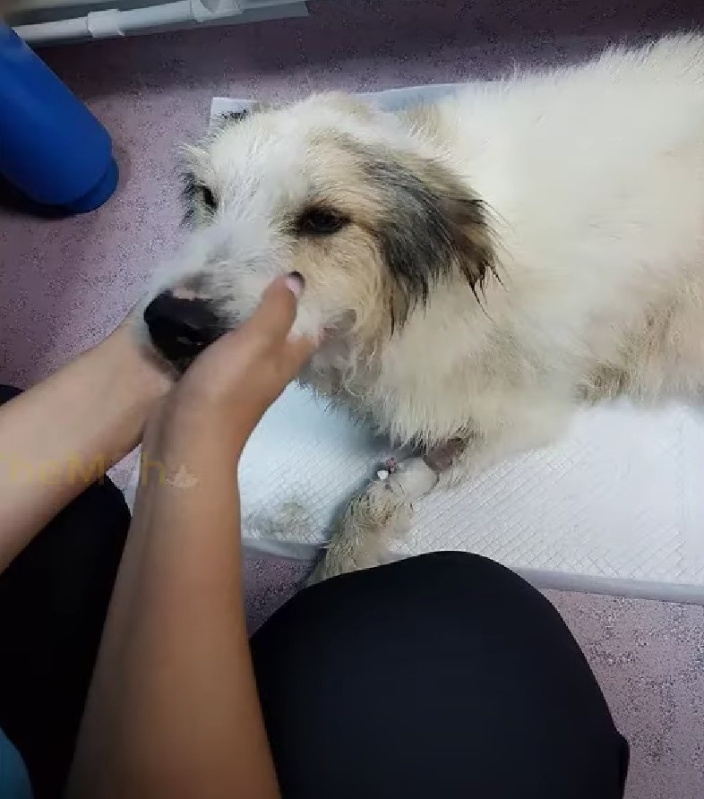 Dumped In The Mud… Still Hoping For Help