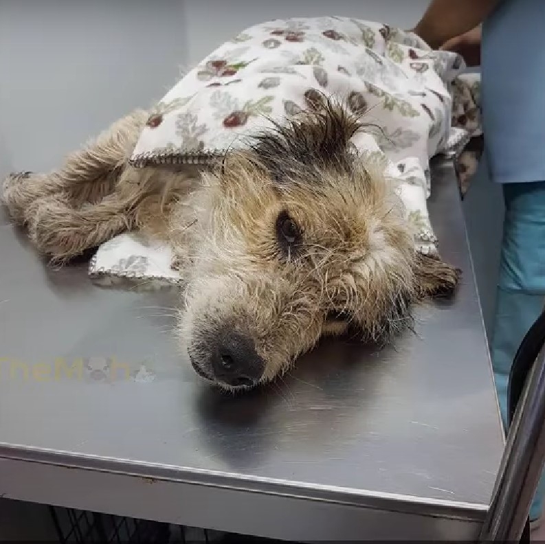 Dumped In The Mud… Still Hoping For Help