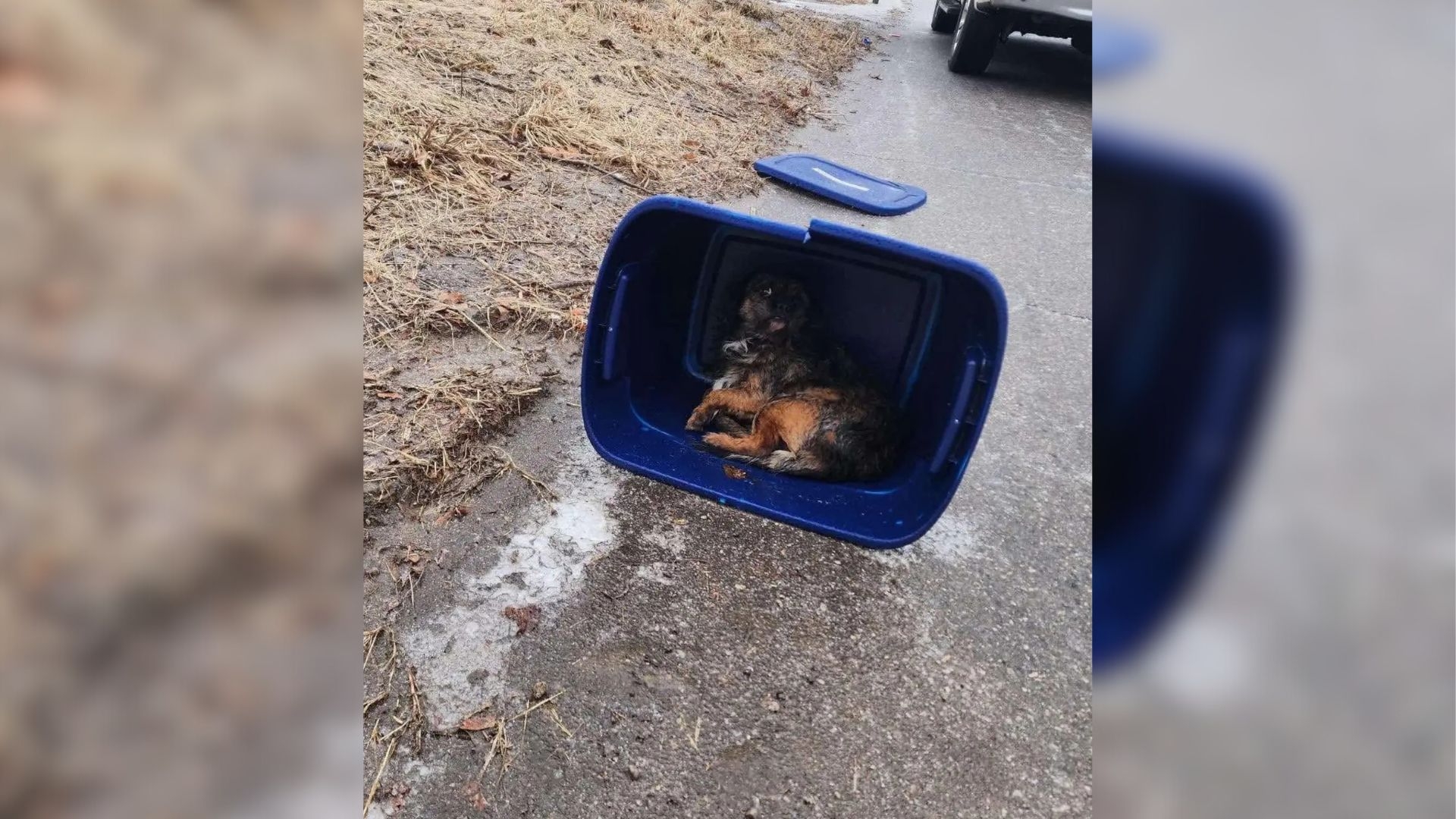 Abandoned Dog Found Crying in Plastic Box