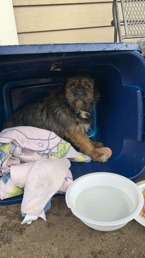 Abandoned Dog Found Crying in Plastic Box