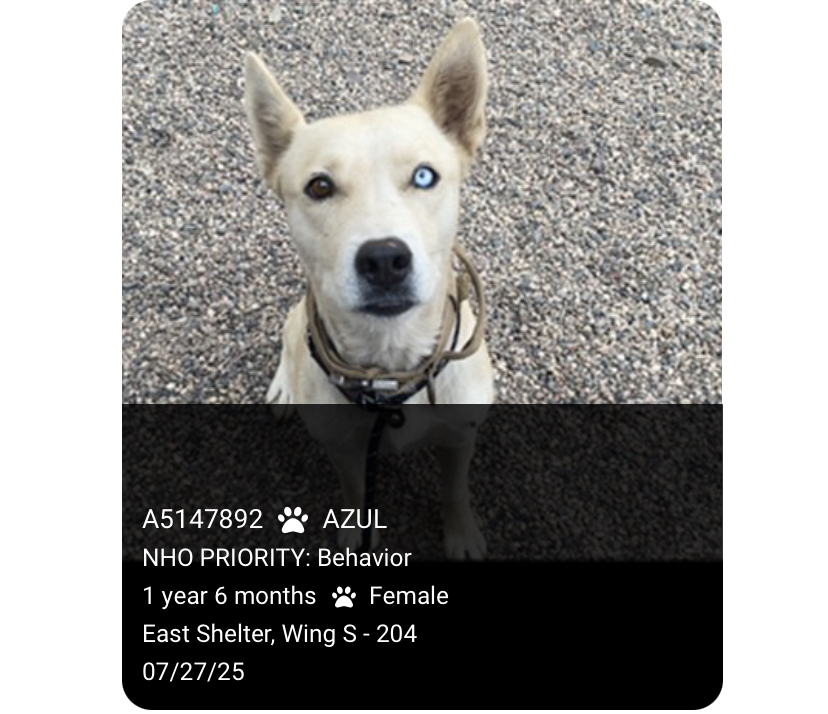 Save Azul ! Foster and Rescue! To be Euthanized!