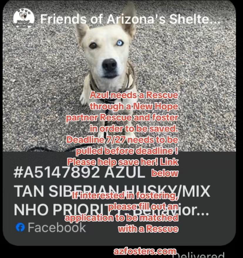 Save Azul ! Foster and Rescue! To be Euthanized!