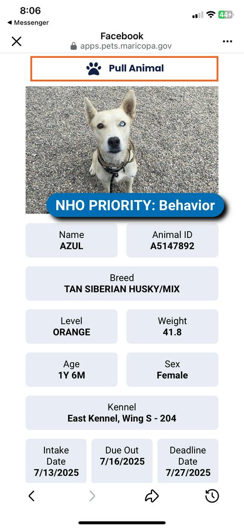 Save Azul ! Foster and Rescue! To be Euthanized!