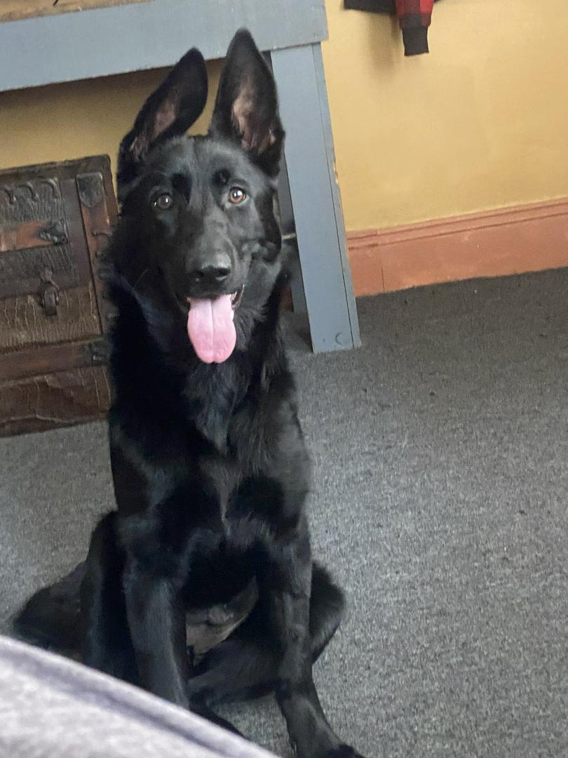 Stray cat and German shepherd puppy are friends 