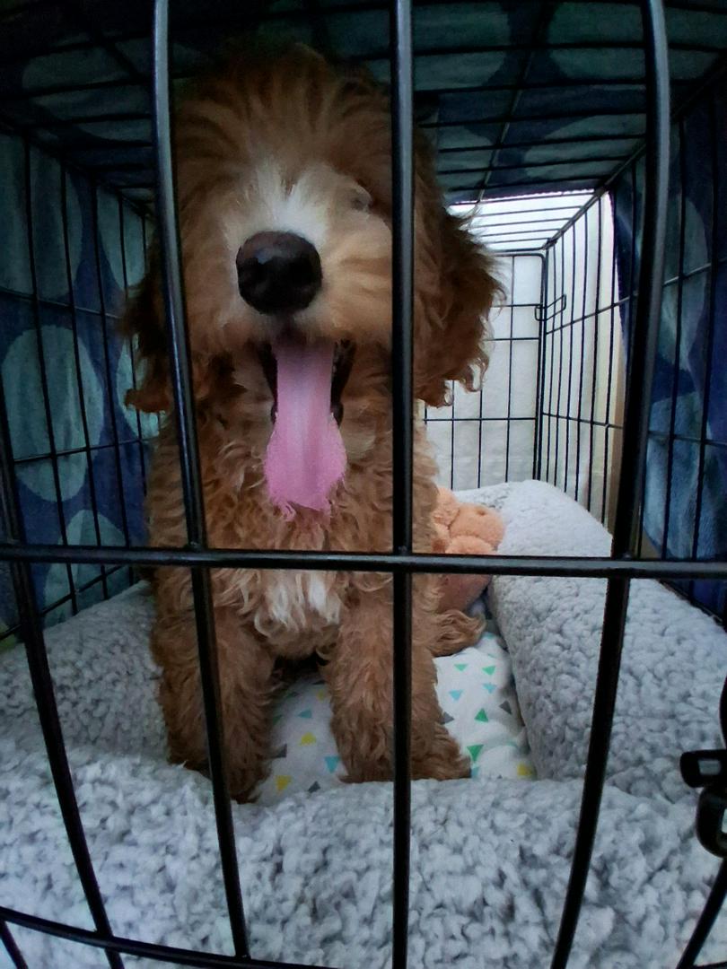 new puppy