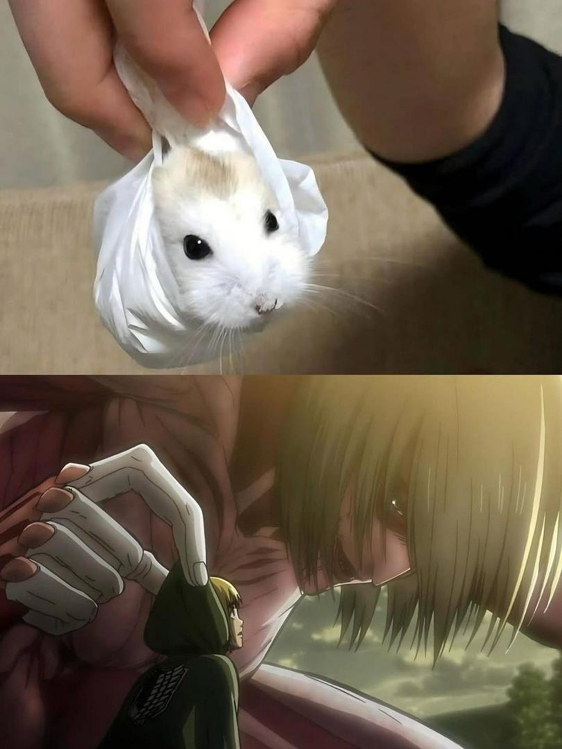Tiny & Towering Lifts: Hamster vs Titan