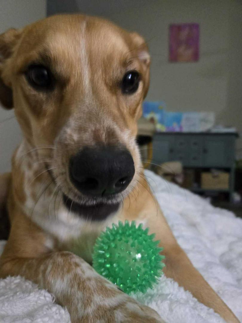 dogsss