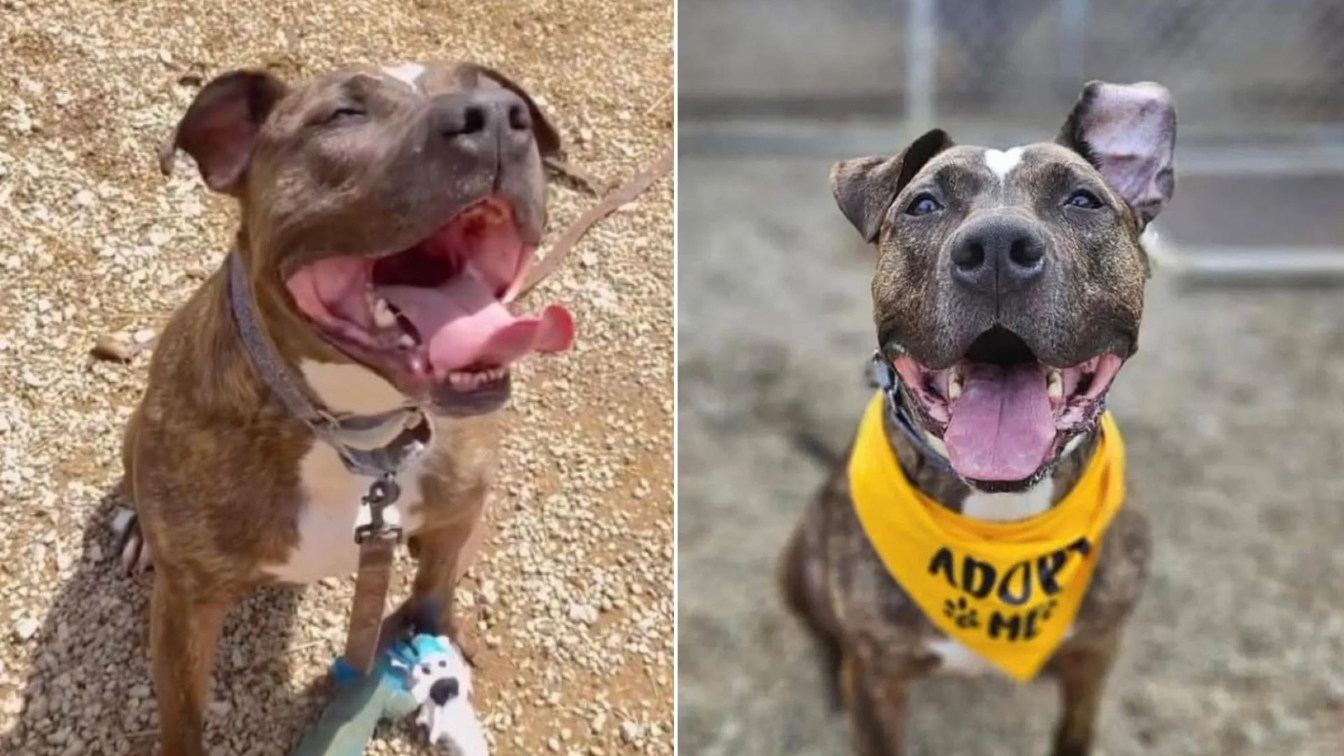 After 7 Years Waiting... Dog Returned Again
