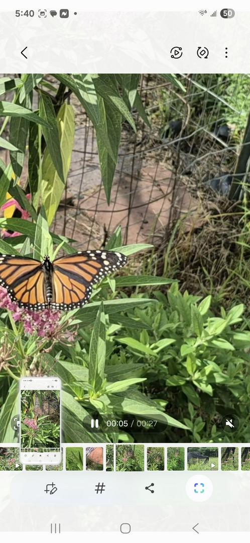 My butterfly garden and nursery .