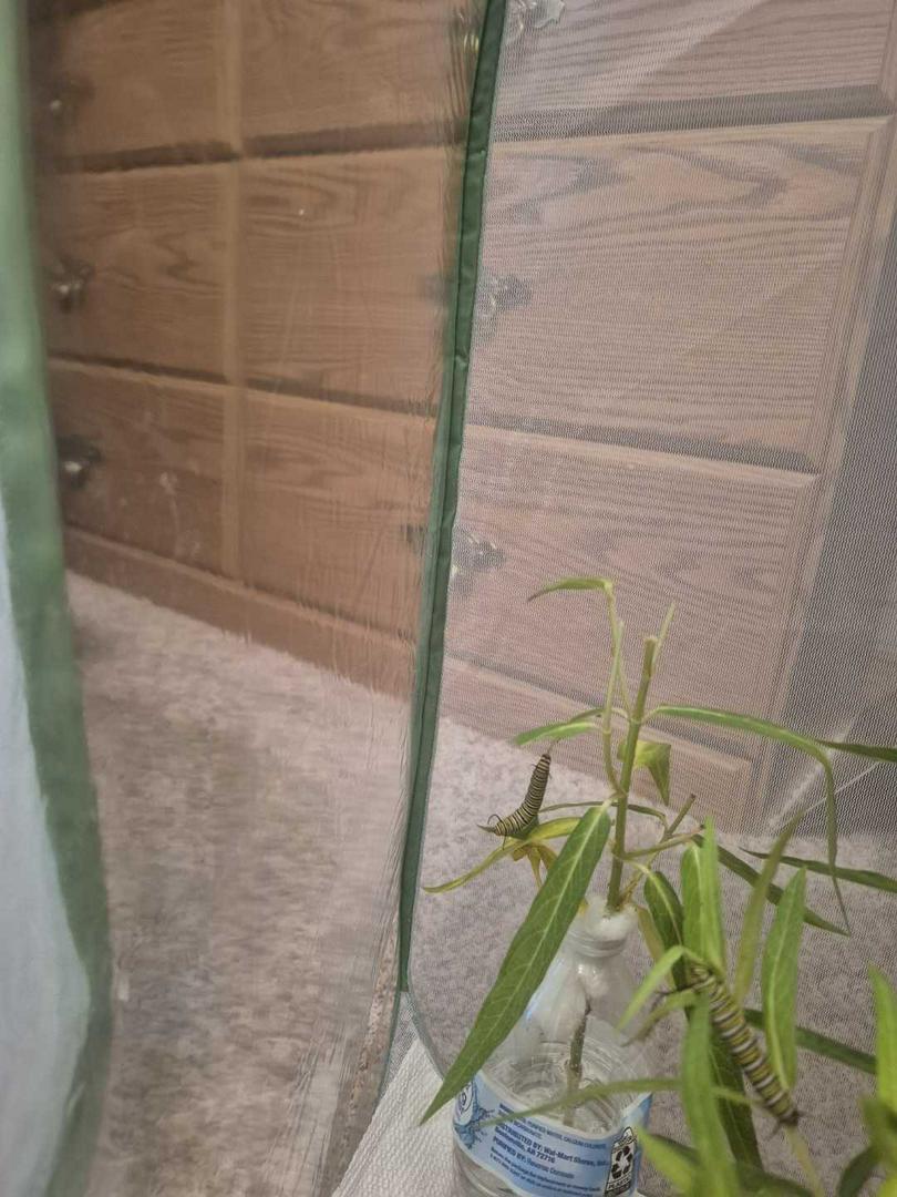 My butterfly garden and nursery .