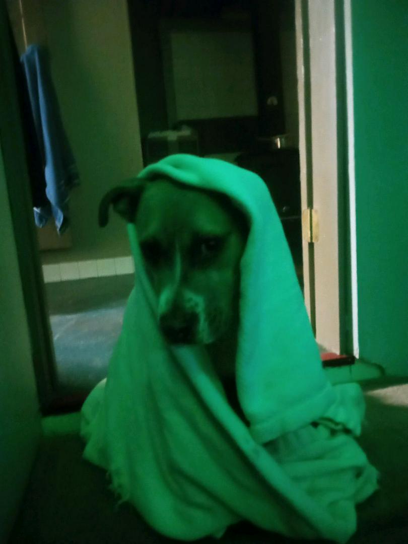 save a dog