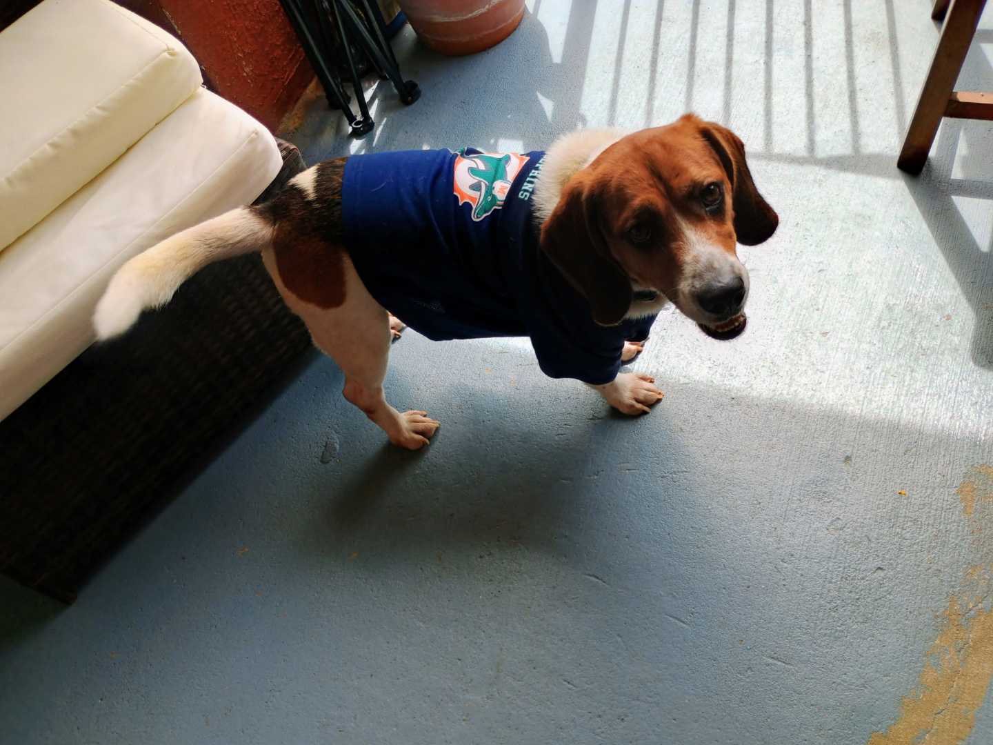 purebred beagle needs a forever home ❤️🏡