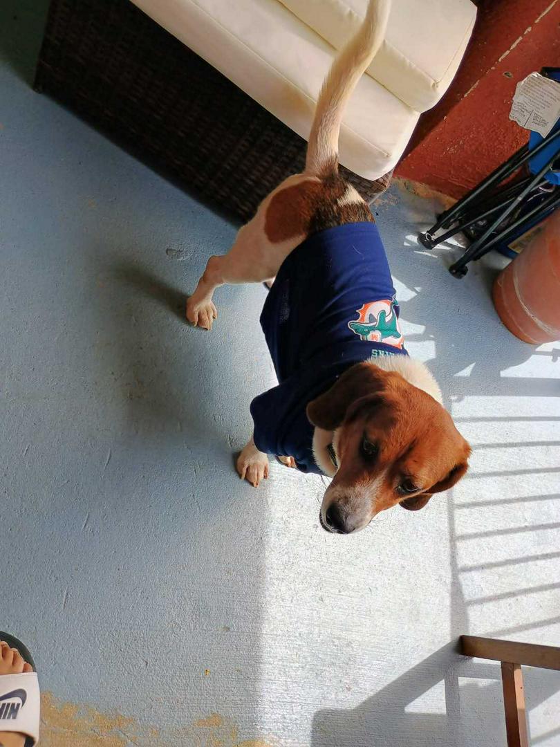 purebred beagle needs a forever home ❤️🏡