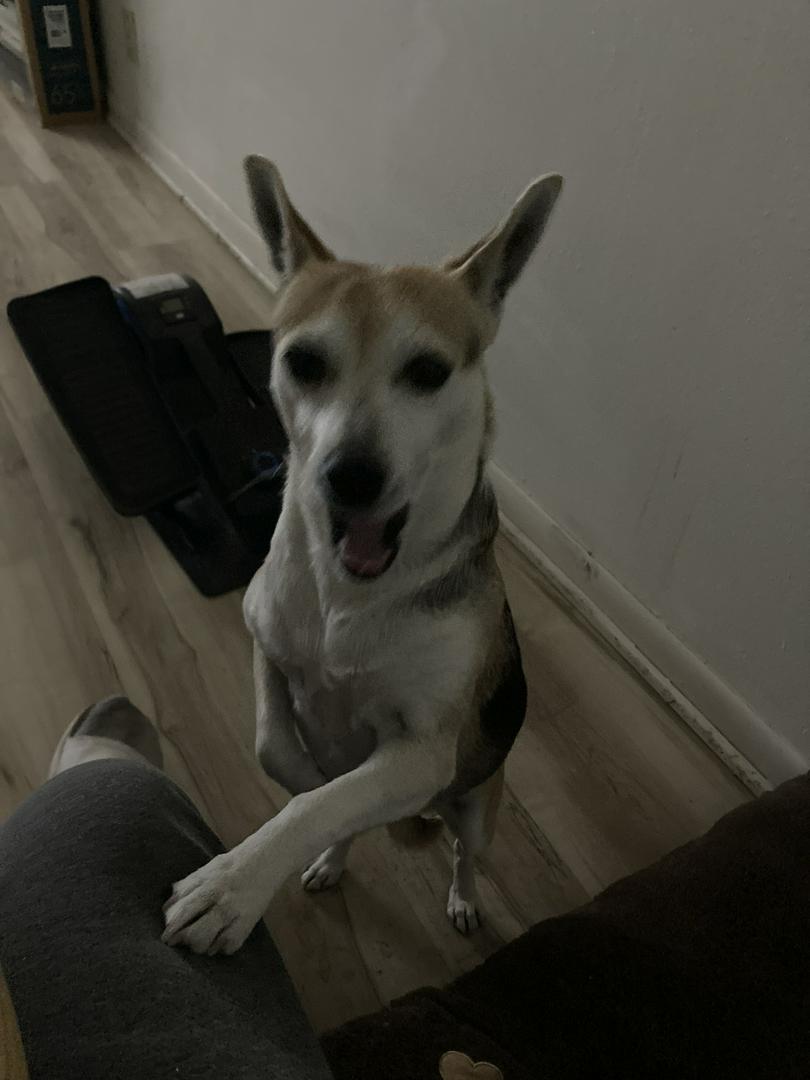 Starsha, my sweetheart little girl dog!! 🐶…