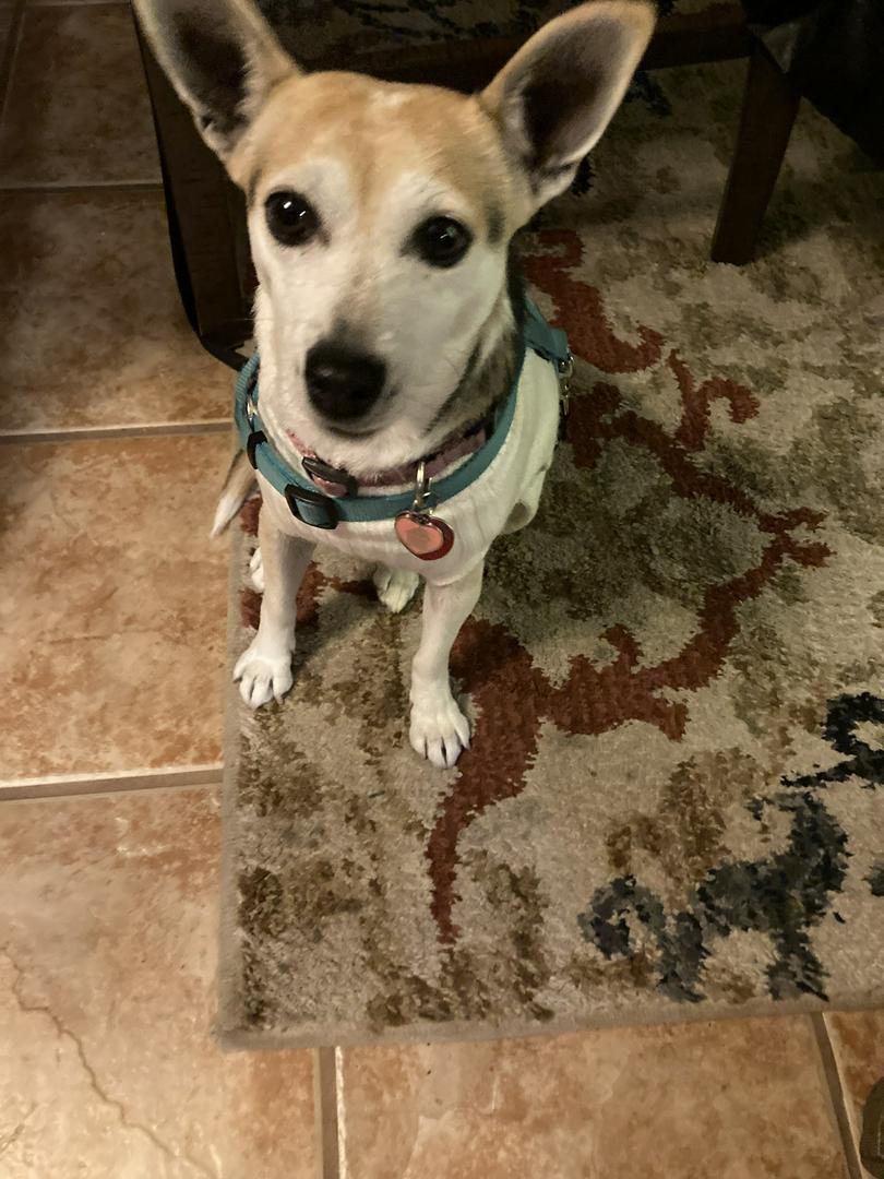 Starsha, my sweetheart little girl dog!! 🐶…