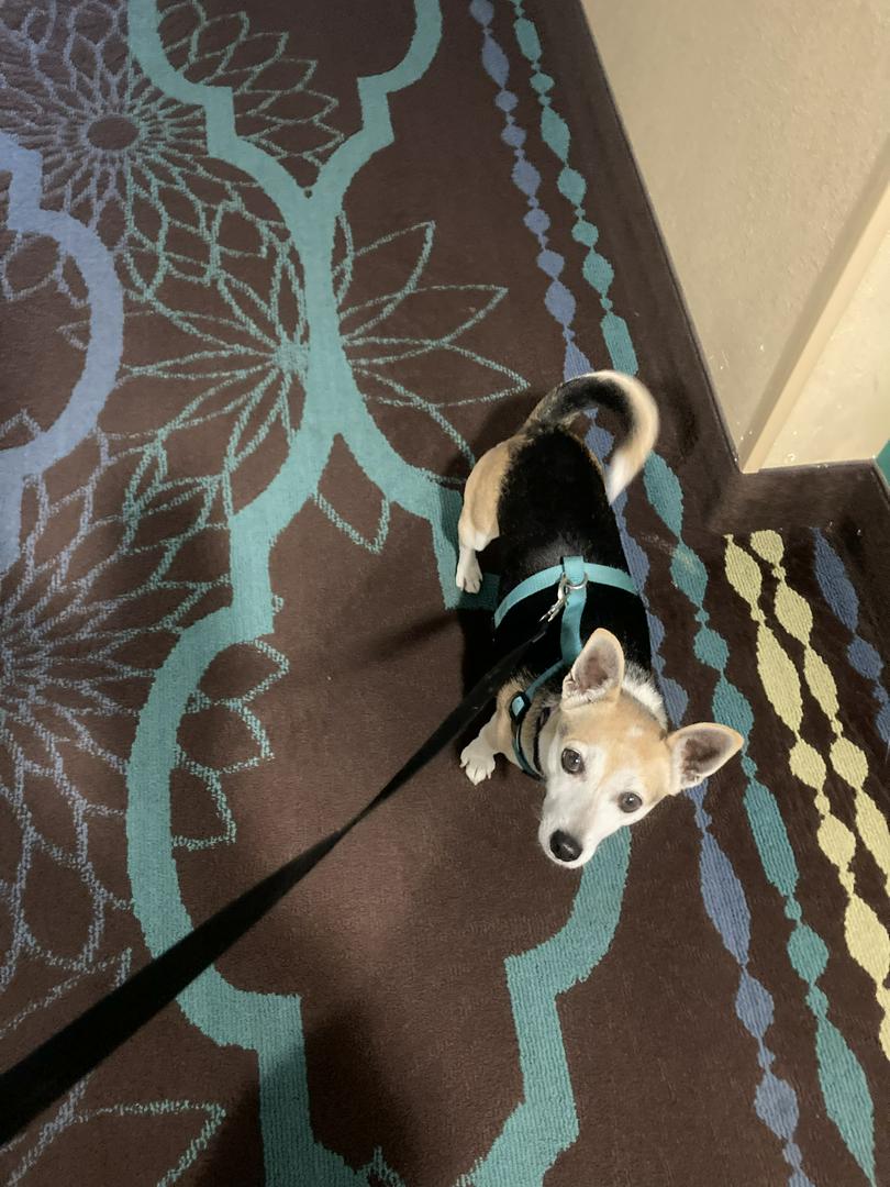 Starsha, my sweetheart little girl dog!! 🐶…