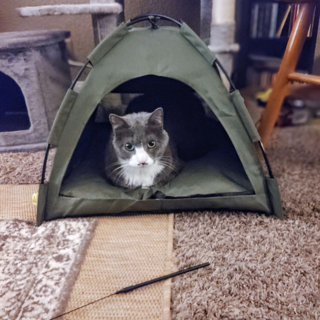I'm so happy that I found this site I'm definitely a cat lover my cat's named Logan 12yr old