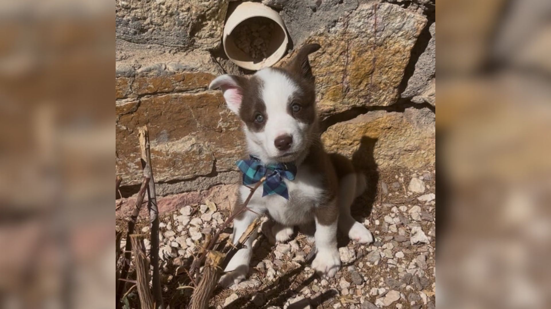 Texas Family Dumps Dog After Just One Day