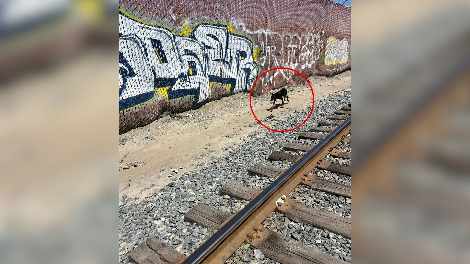 Abandoned Dog Found on Train Tracks