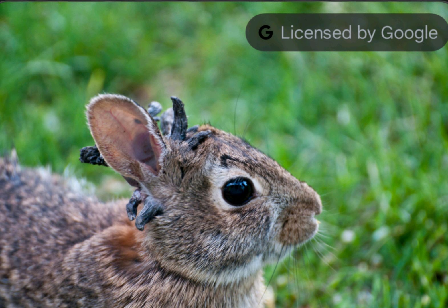Rabbit disease outbreak spreads.