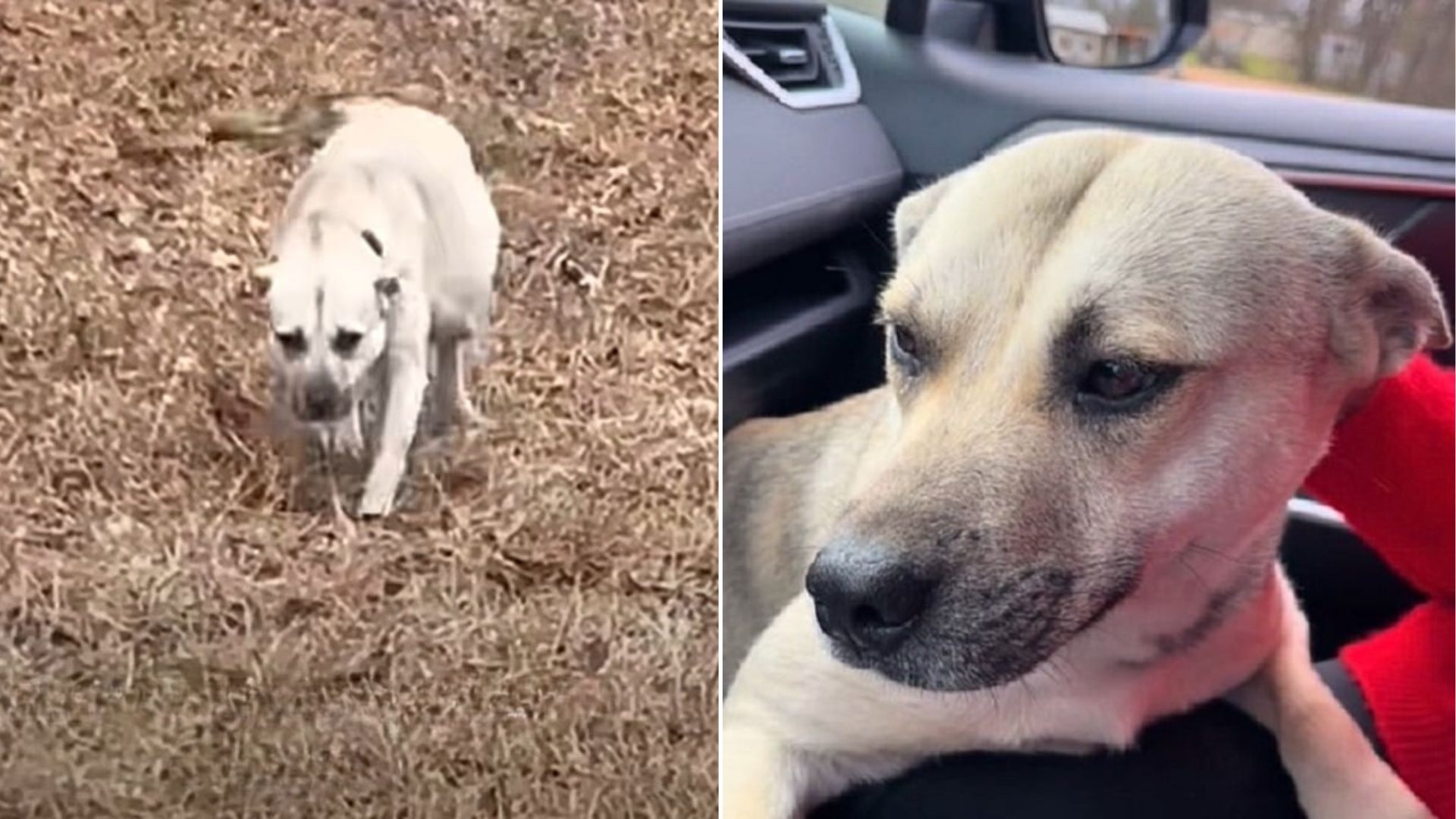 Pregnant Dog Left Alone in Parking Lot for Months