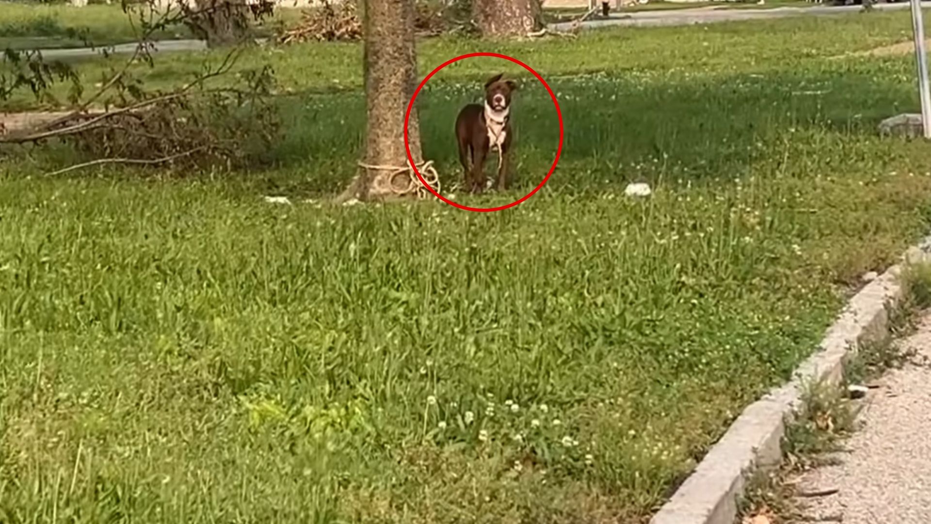 Cruel Owner Leaves Dog Tied to Tree