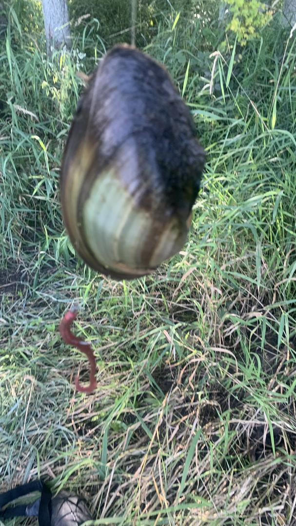 
Weird catch on the Kankakee River 