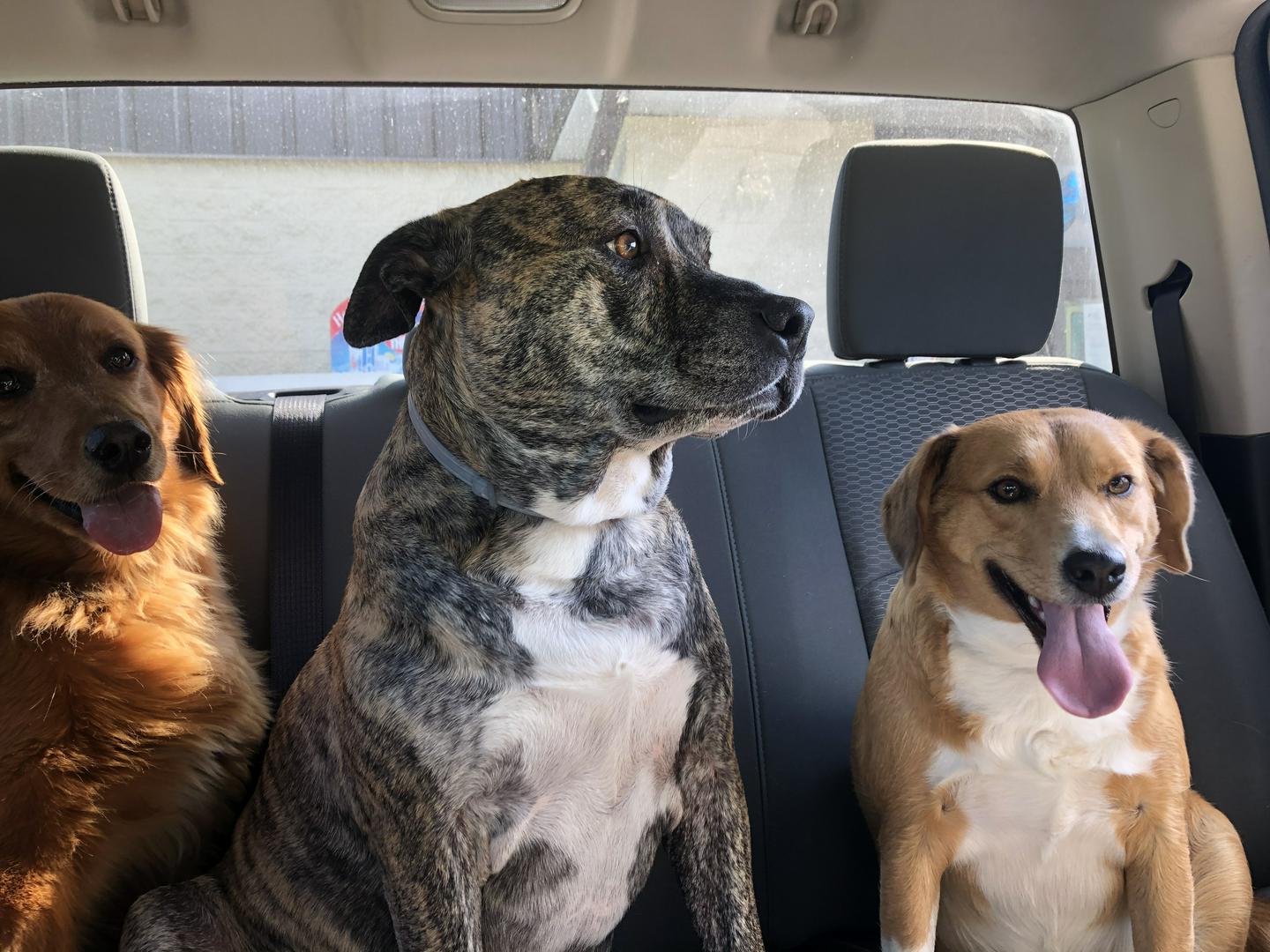 The Renner Fur Babies 