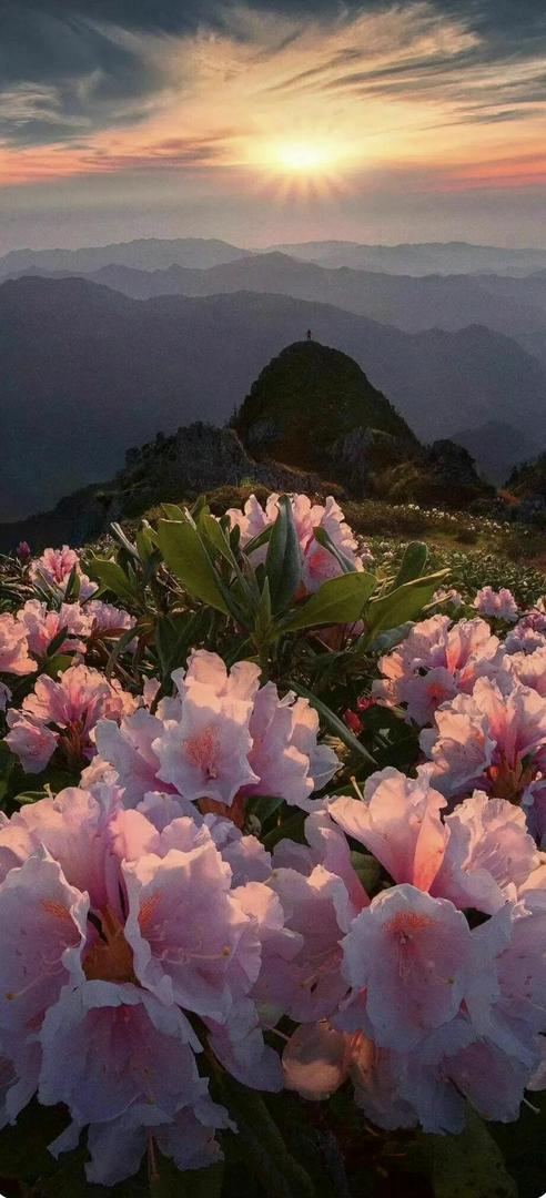 shan hua lan man shi
