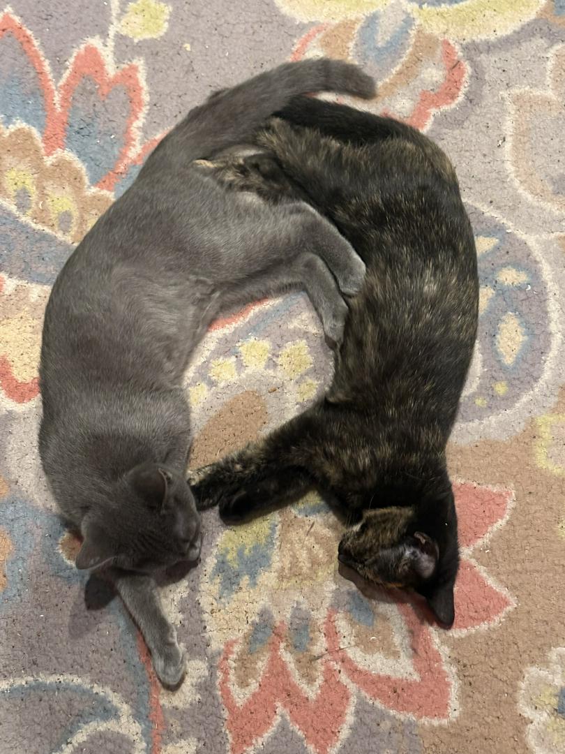 Princess Keyara and Grand Duchess Gwendolyn!!!!!!  We absolutely love ❤❤❤ our kitties!!!!!